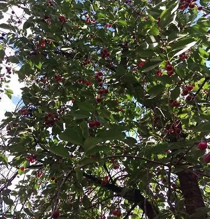 Bto * סראייבו