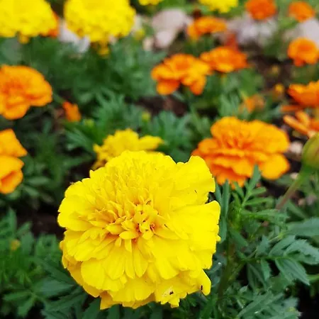 Bto בית נופש *